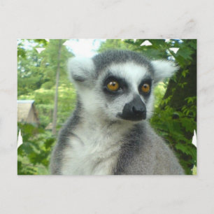 Madagascar Lemur Postcard Postkarte