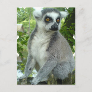 Madagascar Lemur Postcard Postkarte