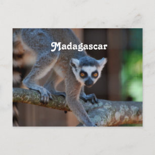 Madagascar Lemur Postkarte
