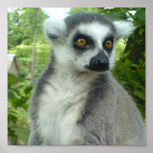 Madagascar Lemur Print Poster