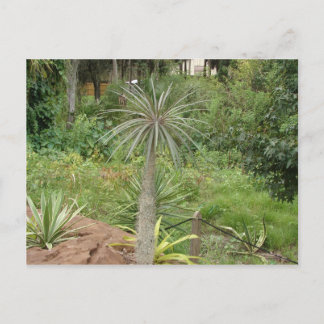 Madagascar Palm Postcard Postkarte