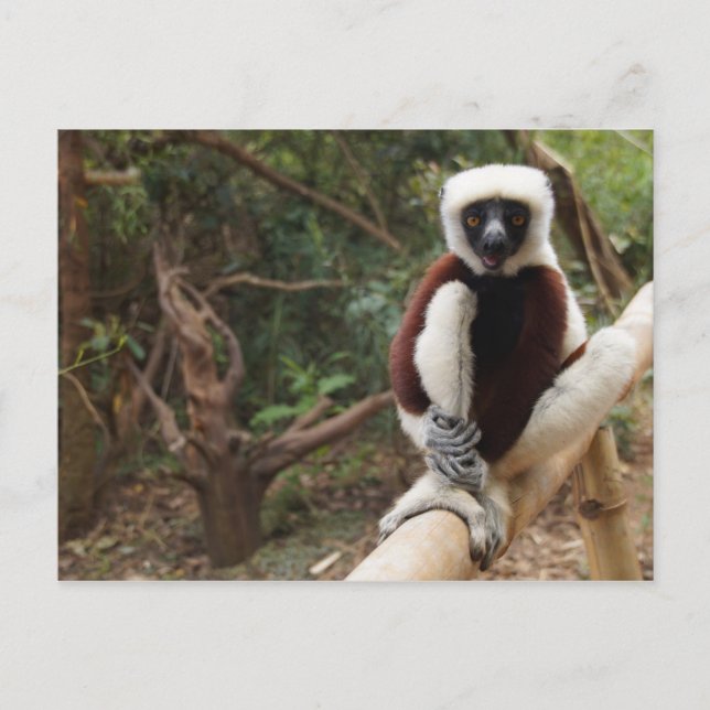 Madagascar Wildlife Safaki Lemur Postkarte (Vorderseite)