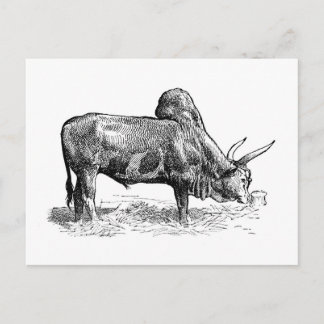 Madagascar Zebu Postkarte