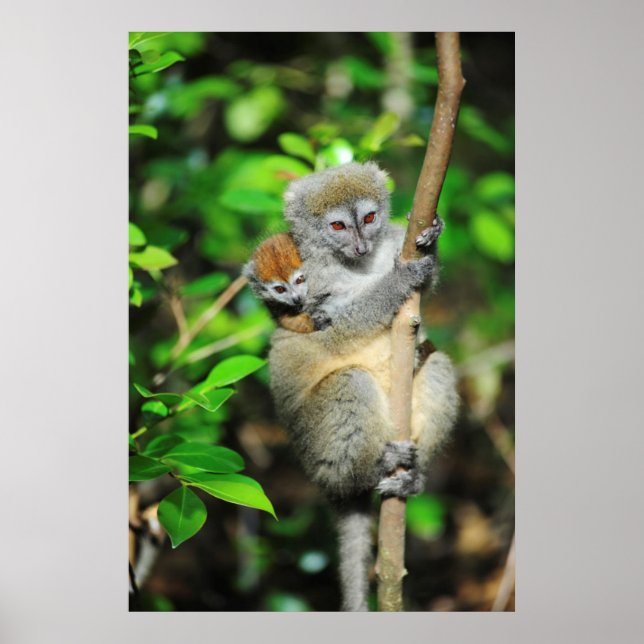 Madagaskar, Andasibe, Ile Aux Lemuriens, Mutter Poster (Vorne)