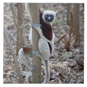 Madagaskar, Ankarafantsika-Reservat; Ampijoroa; Fliese