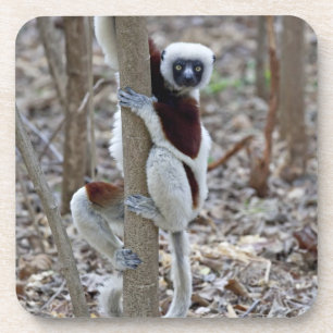 Madagaskar, Ankarafantsika-Reservat; Ampijoroa; Getränkeuntersetzer
