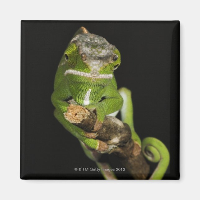 Madagaskar Magnet (Vorne)