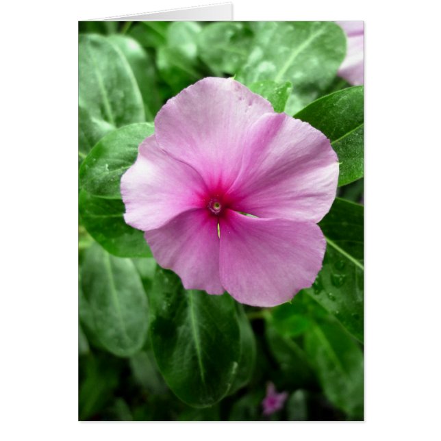 Madagaskar Periwinkle- 'Leukämie Buster' (Vorne)
