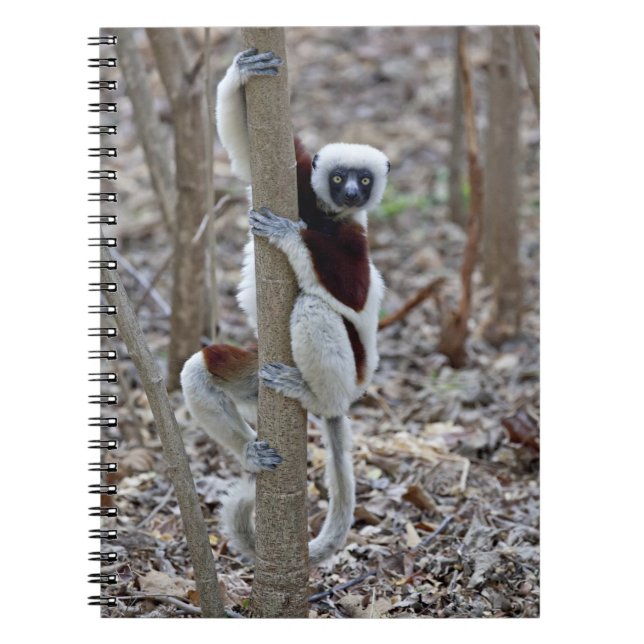 Madagaskar, Reservat Ankarafantsika; Ampijoroa; Notizblock (Vorderseite)