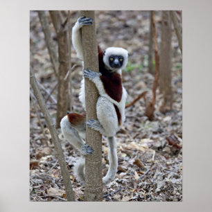Madagaskar, Reservat Ankarafantsika; Ampijoroa; Poster
