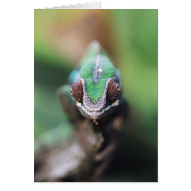 Madagaskar, Roter Bar Panther Chameleon (Vorne)