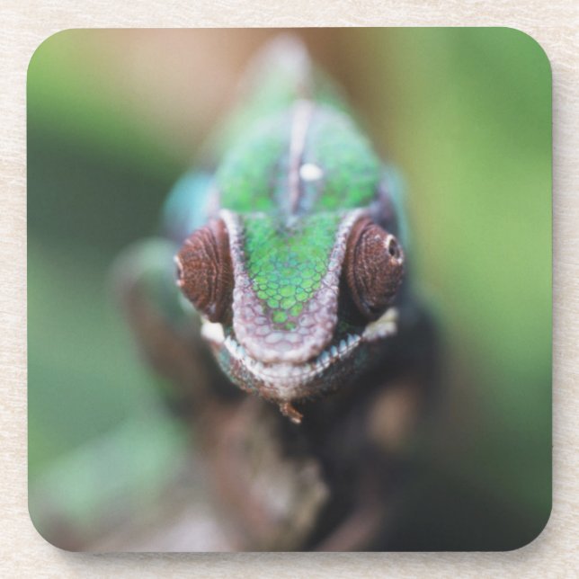Madagaskar, Roter Bar Panther Chameleon Untersetzer (Vorderseite)