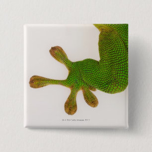 Madagaskar-Tagesgecko (Phelsuma madagascariensis 2 Button