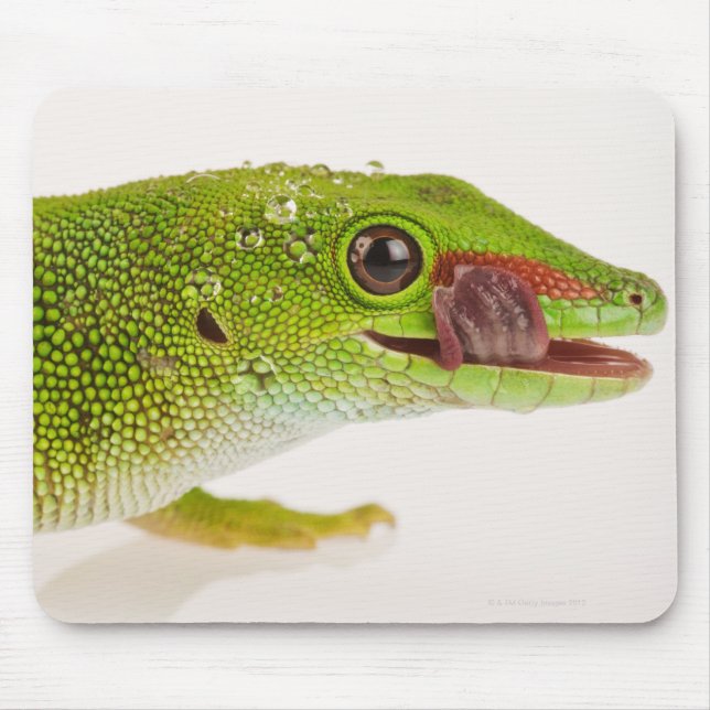 Madagaskar-Tagesgecko (Phelsuma madagascariensis Mousepad (Vorne)