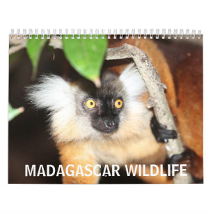 Madagaskar-wild lebende Tiere Kalender