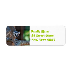 MadagaskarLemur