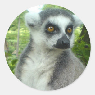 Madagaskarlemur-Aufkleber Runder Aufkleber