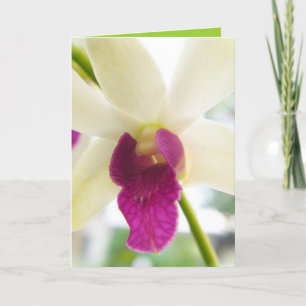 Madame Orchid Karte