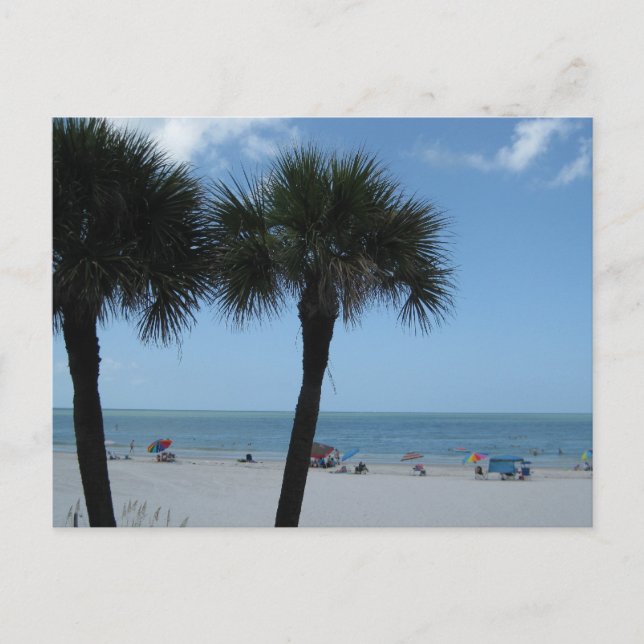 Madeira Beach Palms Postcard Postkarte (Vorderseite)