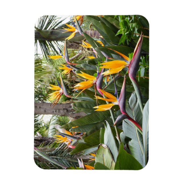 Madeira - Birds of Paradise Magnet (Vertikal)