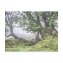 Madeira - Laurel Baum im Nebel Postkarte
