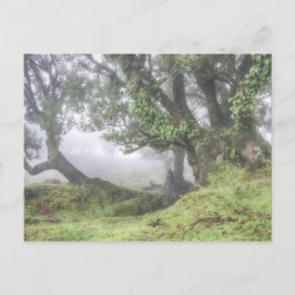 Madeira - Laurel Baum im Nebel Postkarte