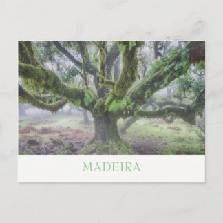 Madeira - Laurel Baum Postkarte mit Text