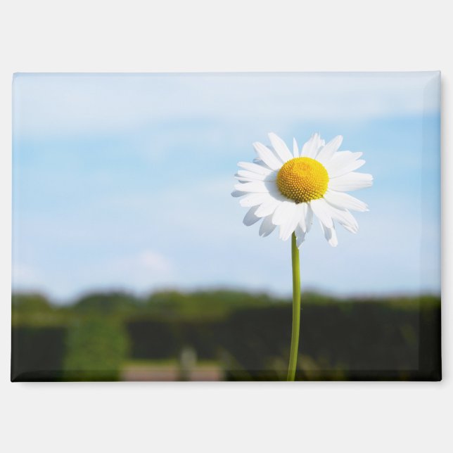 Madelief rechtop geisoleerd in de natuur. magnet (Vorderseite)