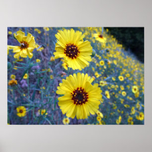 Madia-Blume im Sequoia-Nationalpark Poster