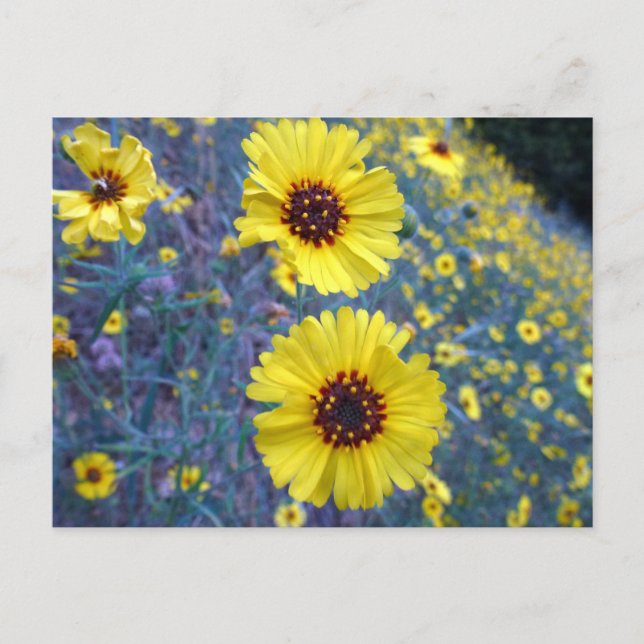 Madia-Blume im Sequoia-Nationalpark Postkarte (Vorderseite)