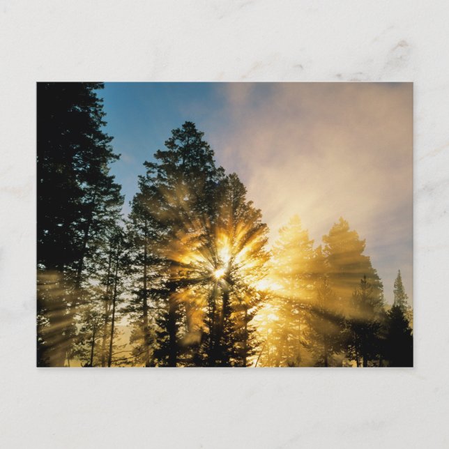 Madison River | Yellowstone-Nationalpark Postkarte (Vorderseite)