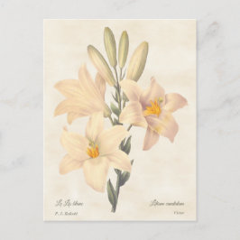 Madonna Lily Vintag Botanische Illustration Postkarte