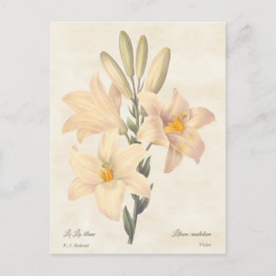 Madonna Lily Vintag Botanische Illustration Postkarte