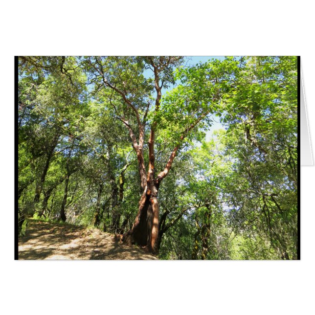 Madrone Baum auf Sonoma-Gebirgspfad (Vorderseite (Horizontal))