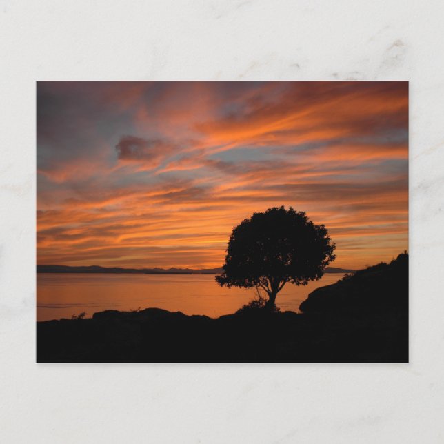 Madrone Sunset Postkarte (Vorderseite)