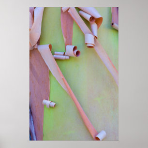 Madrone Tree Bark Abstrakt Poster