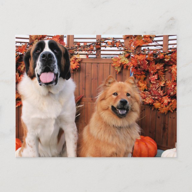 Mae St Bernard und Cinny Chow Foto-11 Postkarte (Vorderseite)