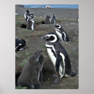 Magdalena Penguin Kolonie Poster