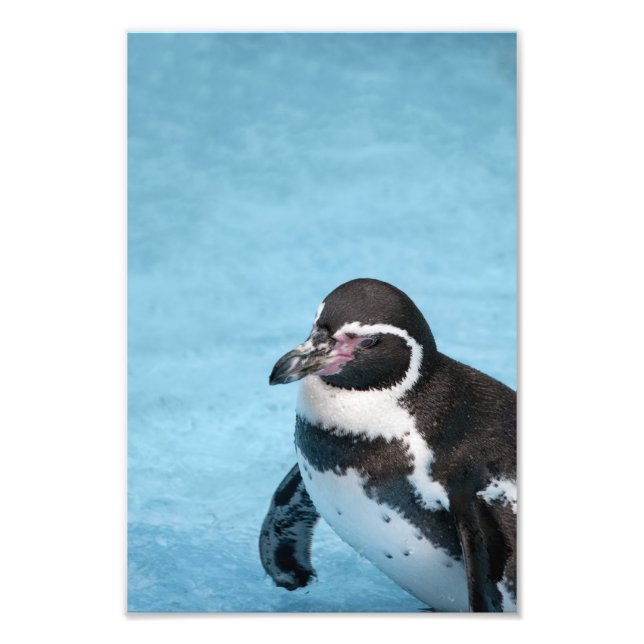 Magellan-Pinguin Fotodruck (Vorne)