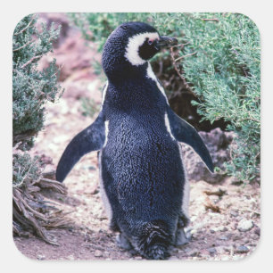 Magellan-Pinguin in Península Valdes - Argentinien Quadratischer Aufkleber
