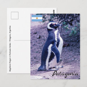 Magellan-Pinguin in Península Valdes - Patagonien Postkarte