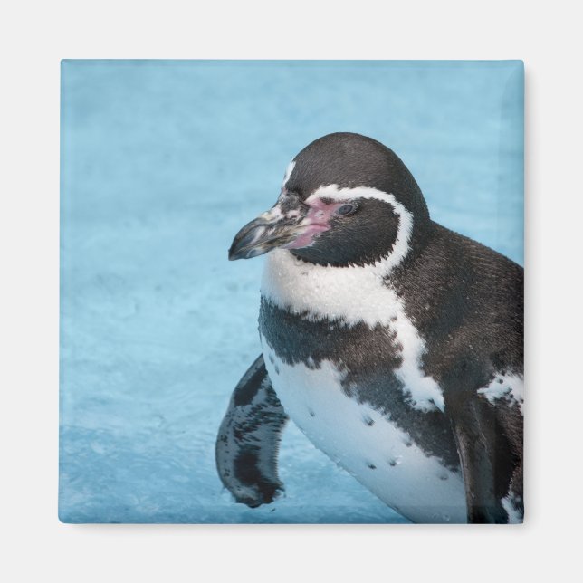 Magellan-Pinguin-Magnet Magnet (Vorne)