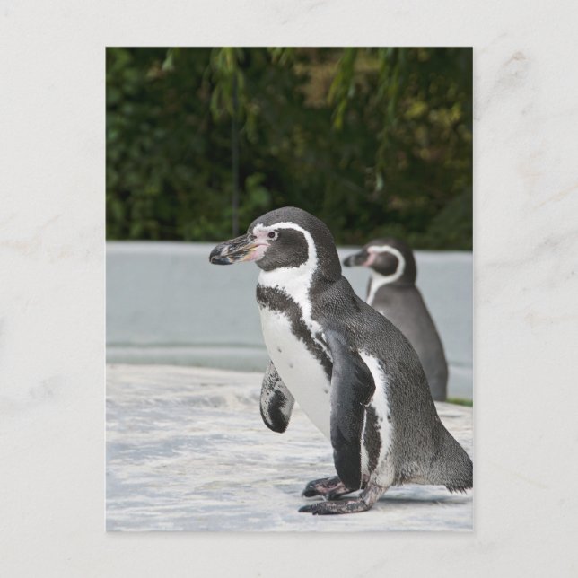Magellan-Pinguin-Postkarte Postkarte (Vorderseite)