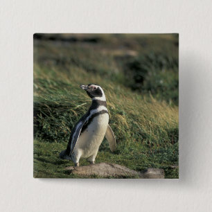 Magellan-Pinguin (Spheniscus magellanicus), Button