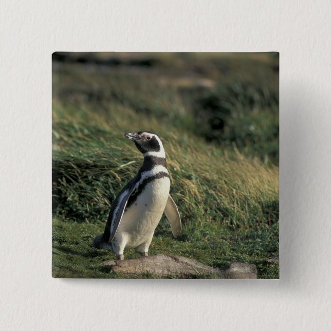 Magellan-Pinguin (Spheniscus magellanicus), Button (Vorderseite)
