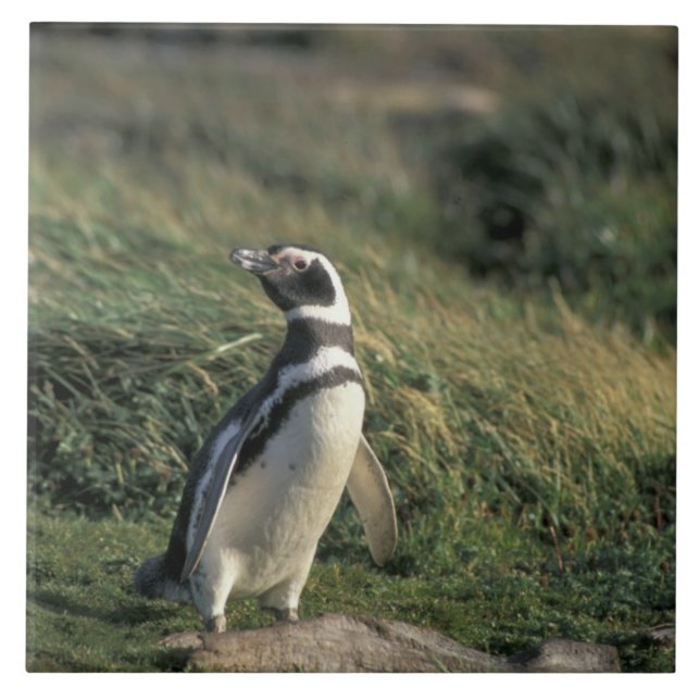 Magellan-Pinguin (Spheniscus magellanicus), Fliese (Vorderseite)