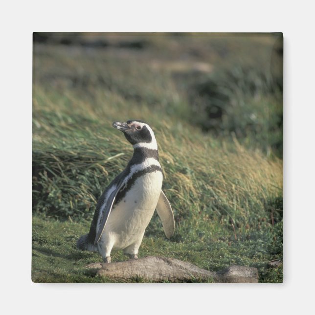 Magellan-Pinguin (Spheniscus magellanicus), Magnet (Vorne)