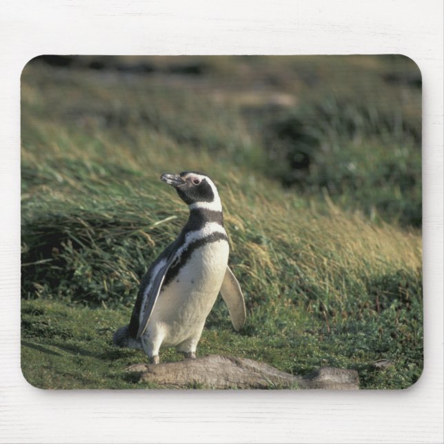 Magellan-Pinguin (Spheniscus magellanicus), Mousepad (Vorne)