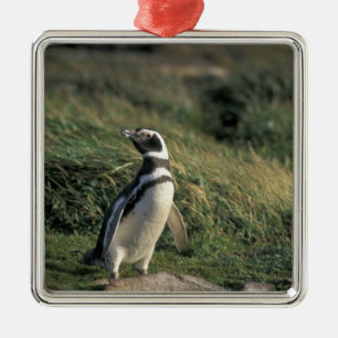 Magellan-Pinguin (Spheniscus magellanicus), Silbernes Ornament