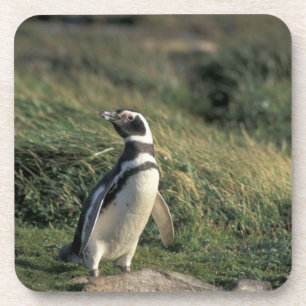 Magellan-Pinguin (Spheniscus magellanicus), Untersetzer